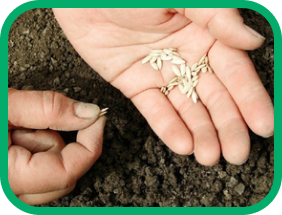 Насіння огірка